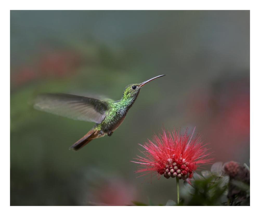 Rufous-Tailed Hummingbird At Fairy Duster Flower, Costa Rica-Paper Art-26X22