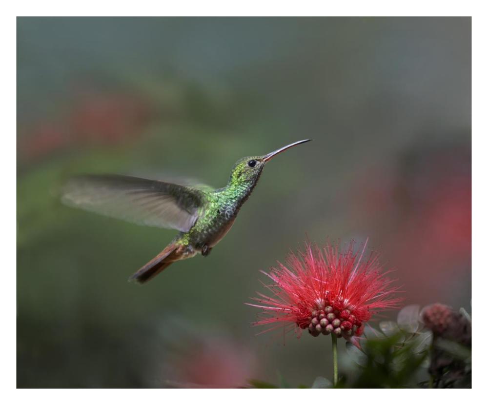 Rufous-Tailed Hummingbird At Fairy Duster Flower, Costa Rica-Paper Art-30X24
