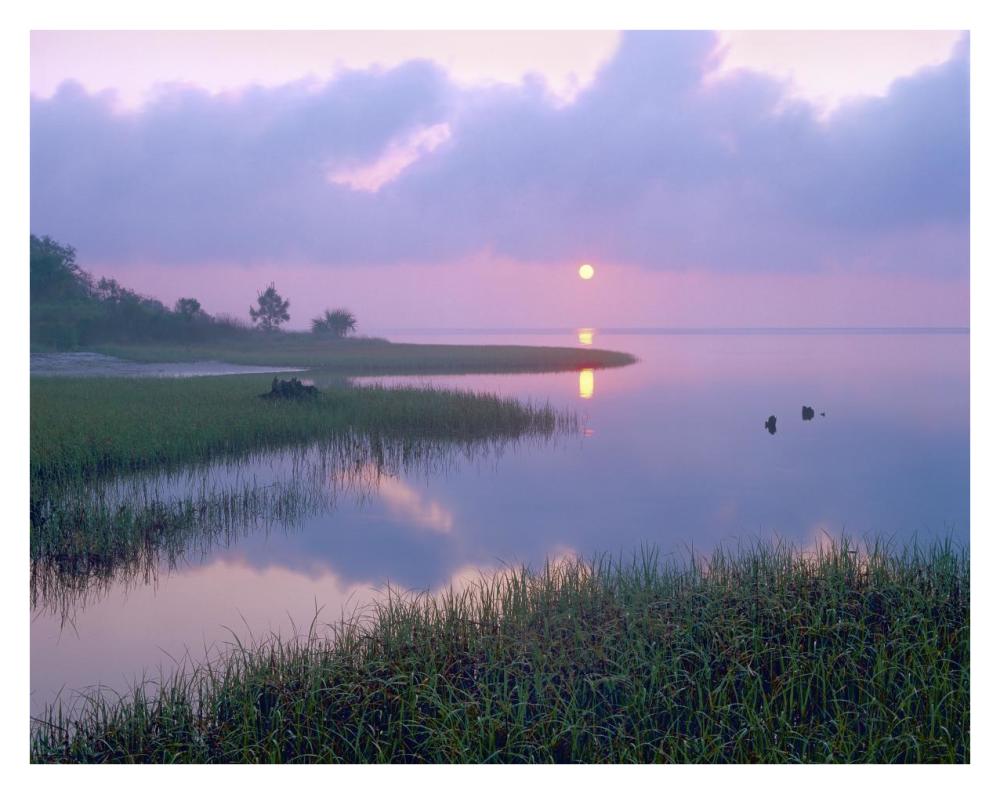 Marsh At Sunrise Over Eagle Bay, St Joseph Peninsula, Florida-Paper Art-34X26