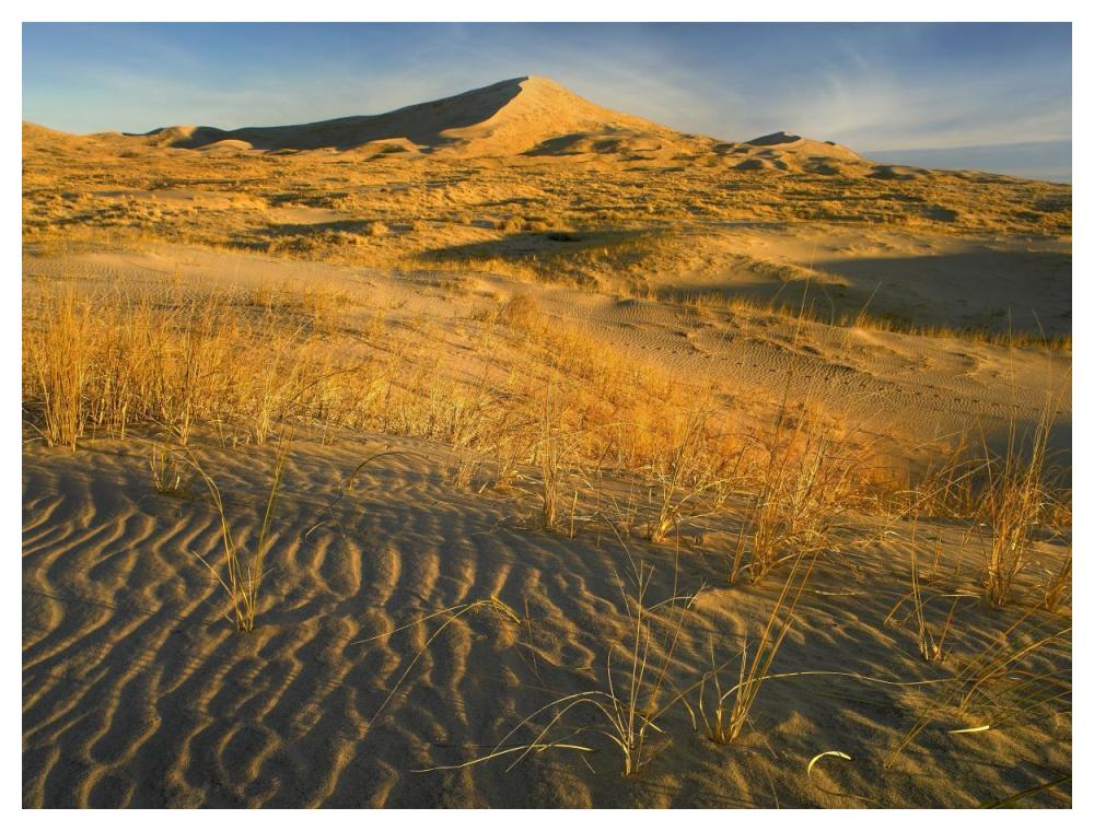 Kelso Dunes And Grasses, Mojave National Preserve, California-Paper Art-50X38