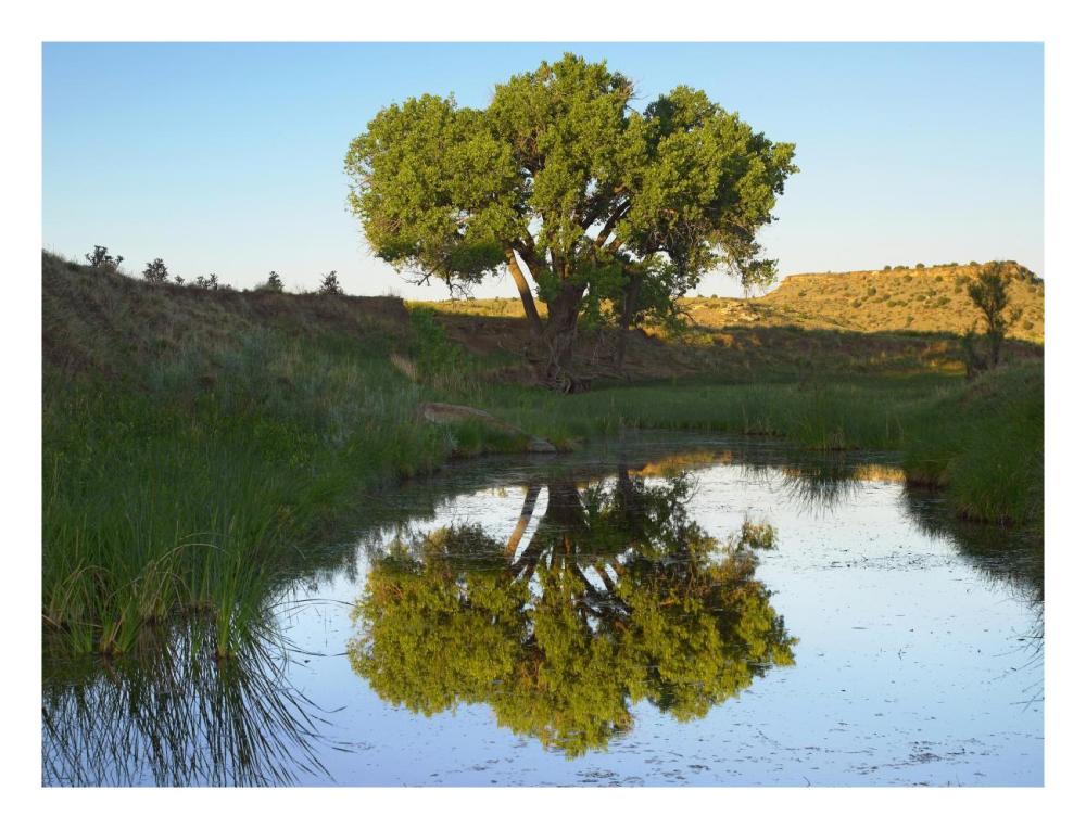 Tree Reflecting In Creek Near Black Mesa State Park, Oklahoma-Paper Art-26X20