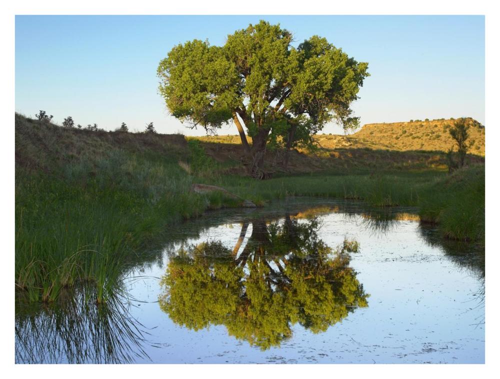 Tree Reflecting In Creek Near Black Mesa State Park, Oklahoma-Paper Art-34X26