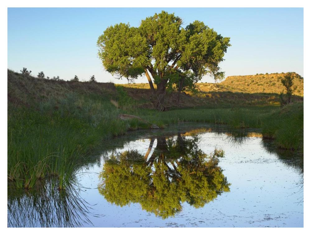 Tree Reflecting In Creek Near Black Mesa State Park, Oklahoma-Paper Art-42X32