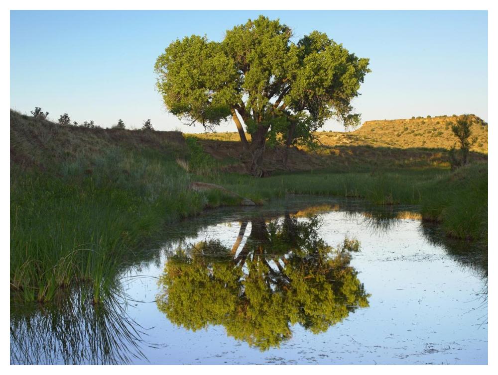 Tree Reflecting In Creek Near Black Mesa State Park, Oklahoma-Paper Art-50X38