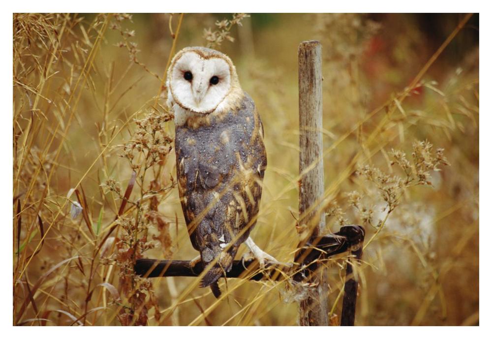 Barn Owl Perching Among Dry Grasses, British Columbia, Canada-Paper Art-20X14