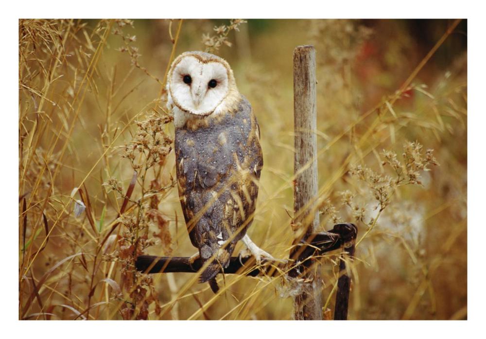 Barn Owl Perching Among Dry Grasses, British Columbia, Canada-Paper Art-26X18