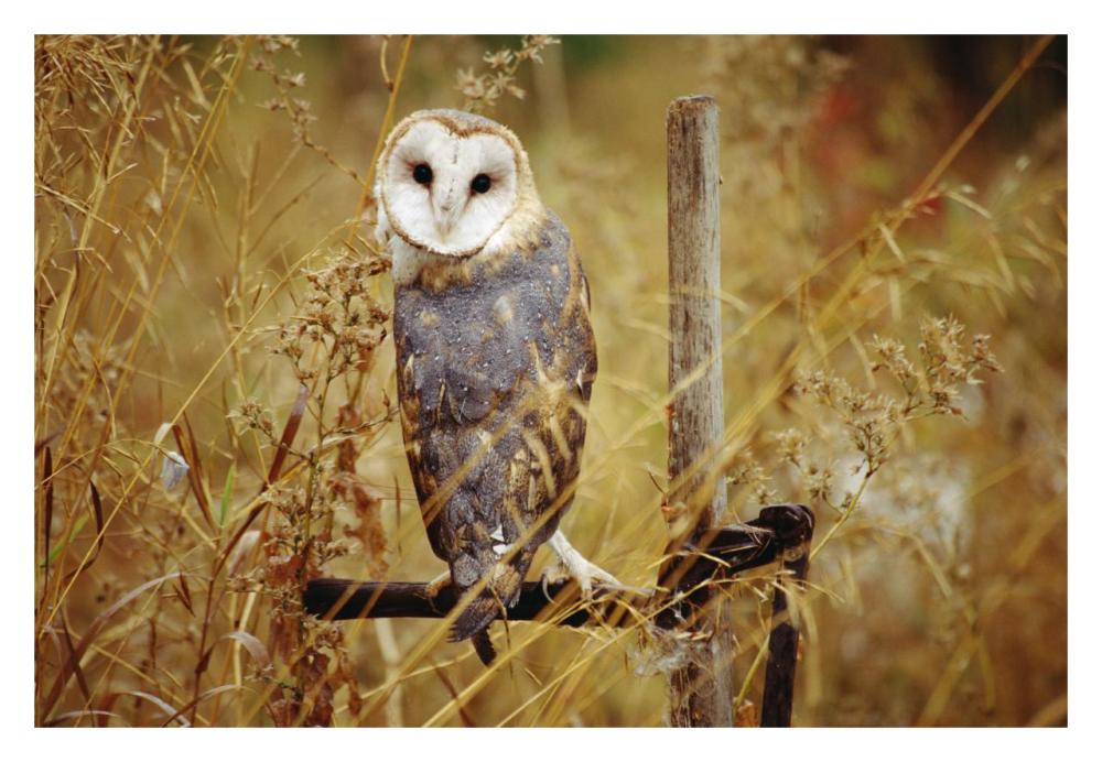 Barn Owl Perching Among Dry Grasses, British Columbia, Canada-Paper Art-32X22