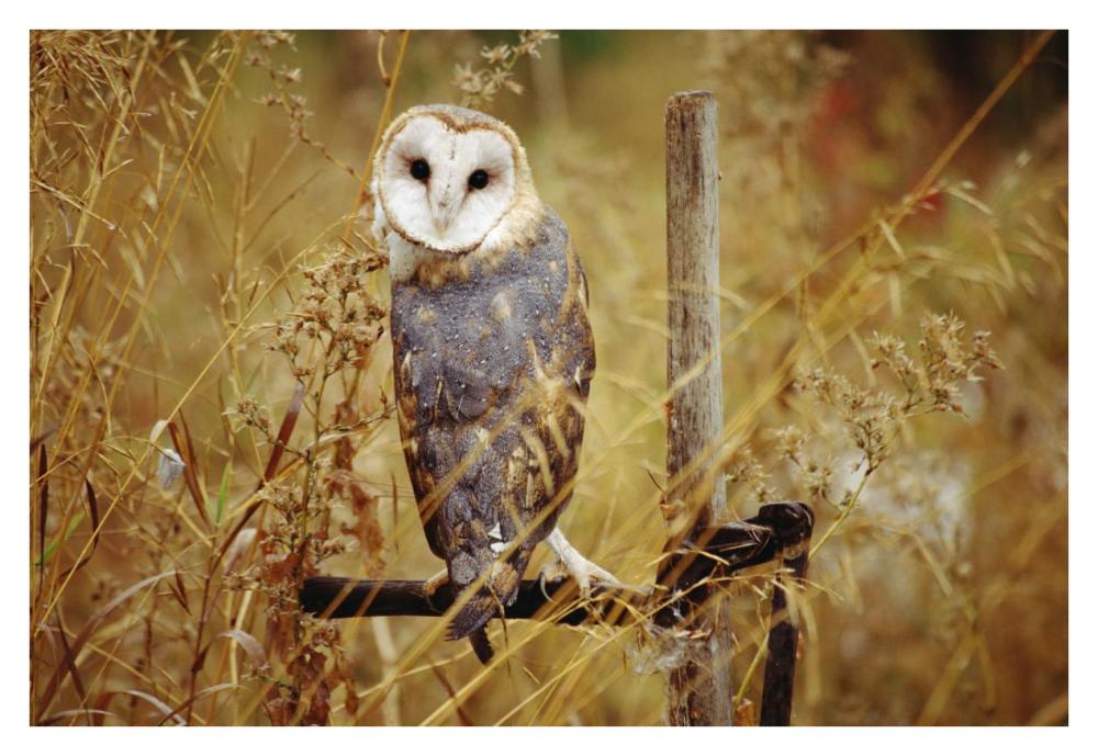 Barn Owl Perching Among Dry Grasses, British Columbia, Canada-Paper Art-38X26