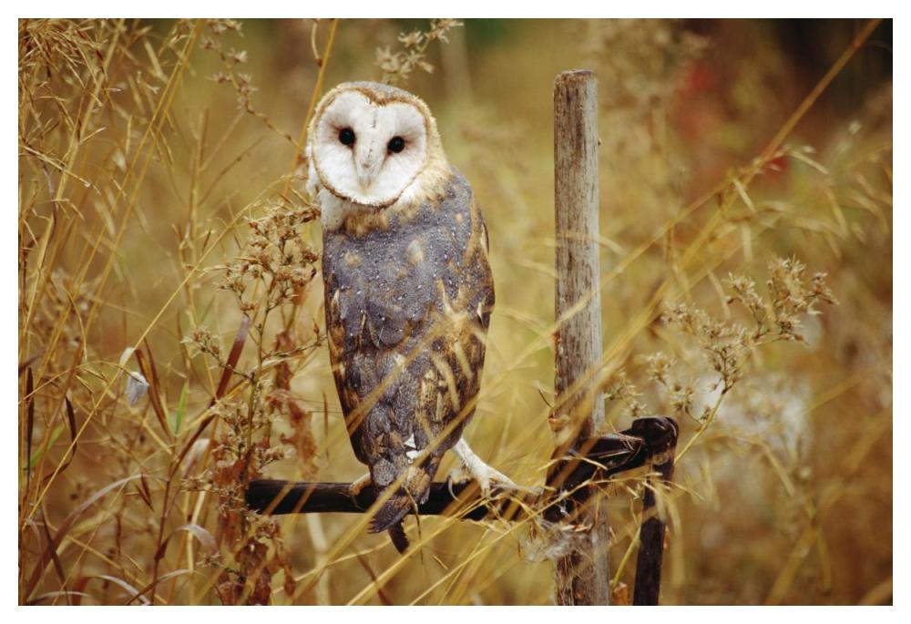 Barn Owl Perching Among Dry Grasses, British Columbia, Canada-Paper Art-50X34