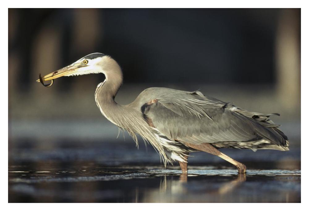 Great Blue Heron With Captured Fish, British Columbia, Canada-Paper Art-20X14