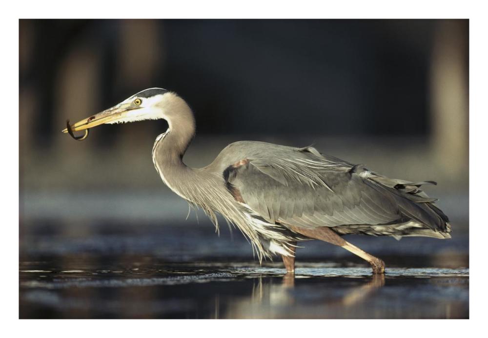 Great Blue Heron With Captured Fish, British Columbia, Canada-Paper Art-26X18