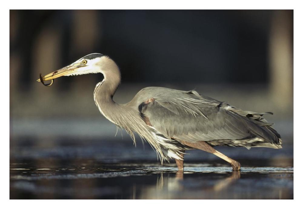 Great Blue Heron With Captured Fish, British Columbia, Canada-Paper Art-32X22