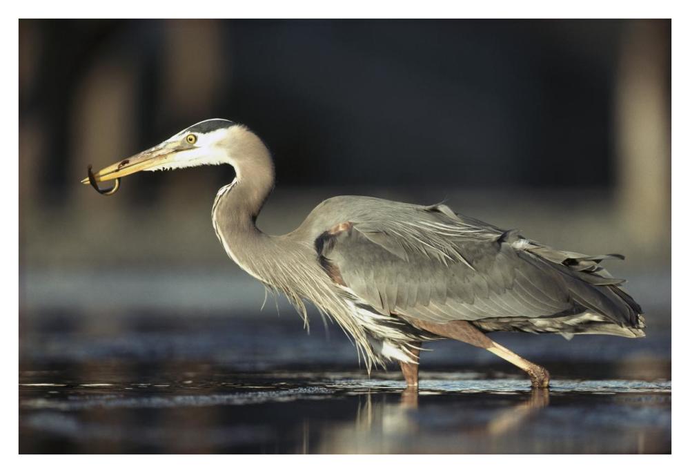 Great Blue Heron With Captured Fish, British Columbia, Canada-Paper Art-38X26