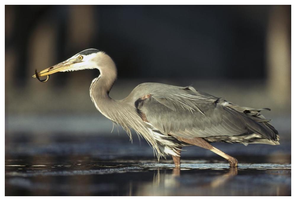 Great Blue Heron With Captured Fish, British Columbia, Canada-Paper Art-62X42