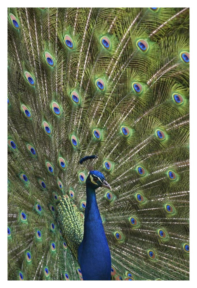 Indian Peafowl Male With Tail Fanned Out In Courtship Display-Paper Art-14X20