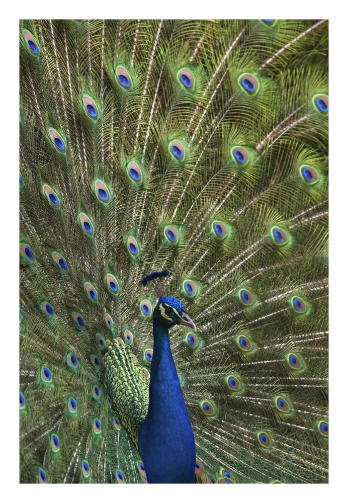 Indian Peafowl Male With Tail Fanned Out In Courtship Display-Paper Art-18X26