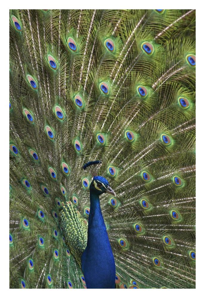 Indian Peafowl Male With Tail Fanned Out In Courtship Display-Paper Art-22X32