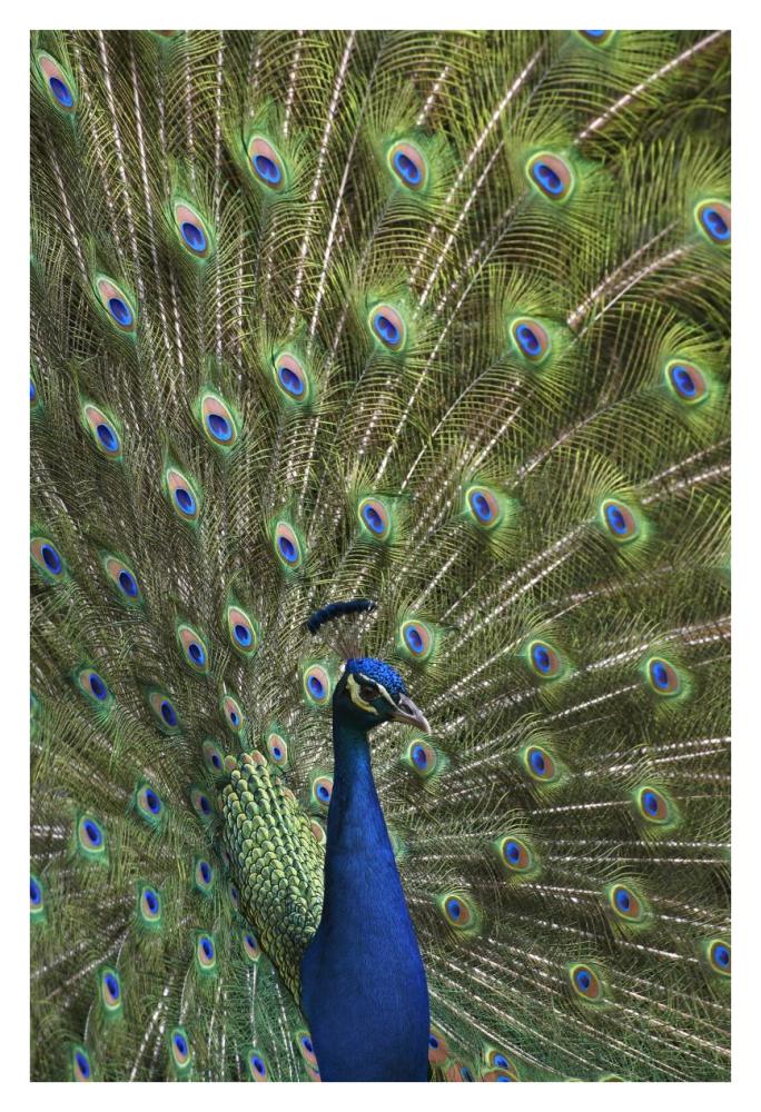 Indian Peafowl Male With Tail Fanned Out In Courtship Display-Paper Art-26X38