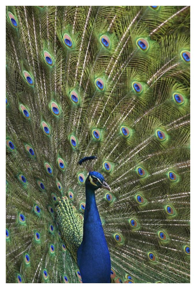 Indian Peafowl Male With Tail Fanned Out In Courtship Display-Paper Art-34X50
