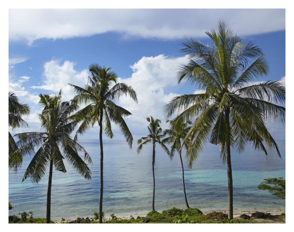 Coconut Palm Trees, Bikini Beach, Panglao Island, Philippines-Paper Art-18X14