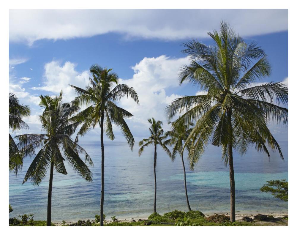 Coconut Palm Trees, Bikini Beach, Panglao Island, Philippines-Paper Art-34X26