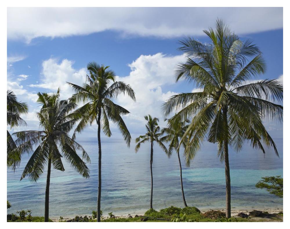 Coconut Palm Trees, Bikini Beach, Panglao Island, Philippines-Paper Art-42X32
