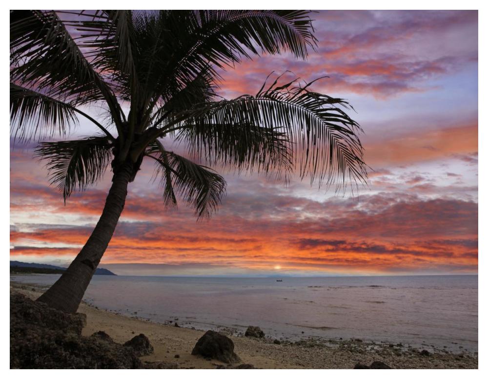 Coconut Palm At Sunset Near Dimiao, Bohol Island, Philippines-Paper Art-50X38