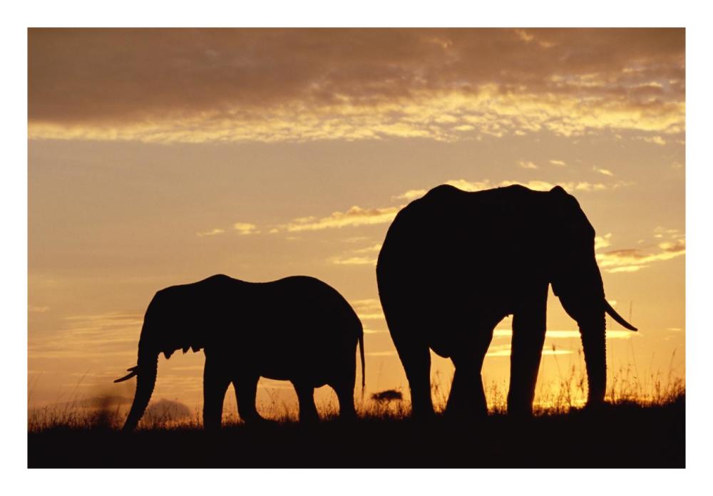African Elephant Mother And Calf Silhouetted At Sunset, Kenya-Paper Art-26X18