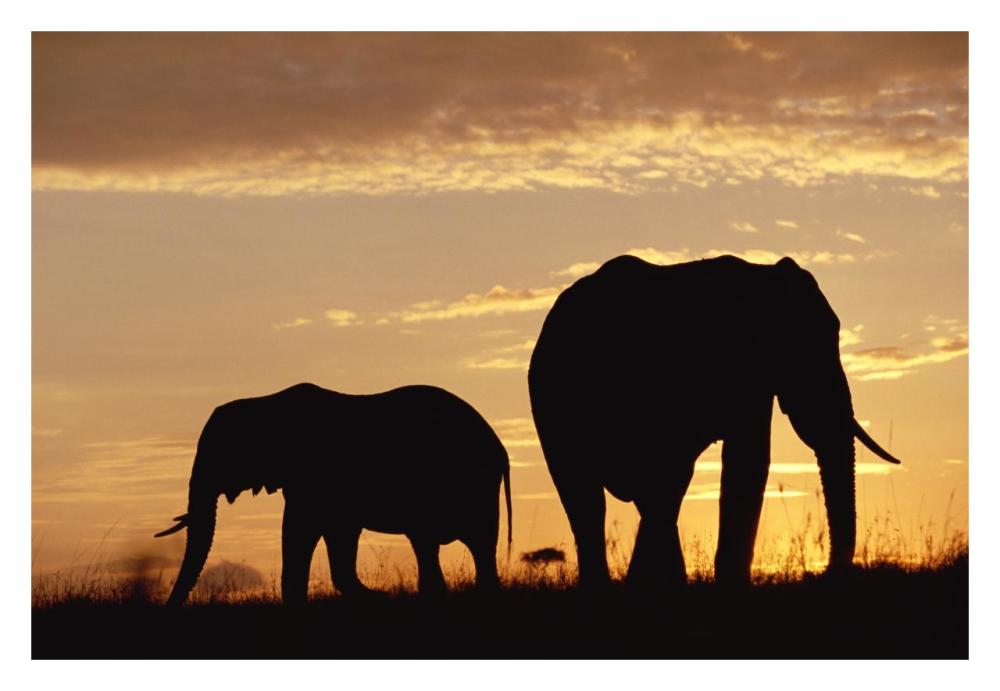 African Elephant Mother And Calf Silhouetted At Sunset, Kenya-Paper Art-32X22