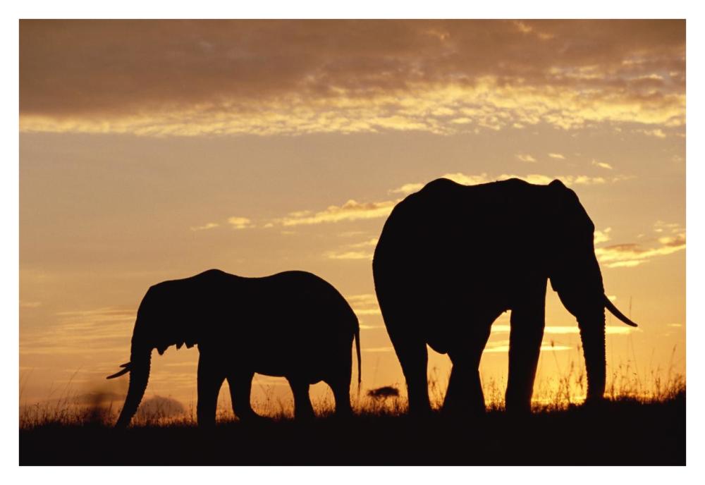 African Elephant Mother And Calf Silhouetted At Sunset, Kenya-Paper Art-38X26