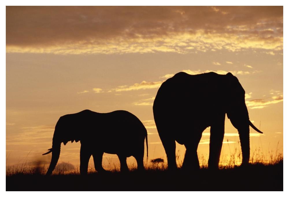 African Elephant Mother And Calf Silhouetted At Sunset, Kenya-Paper Art-50X34