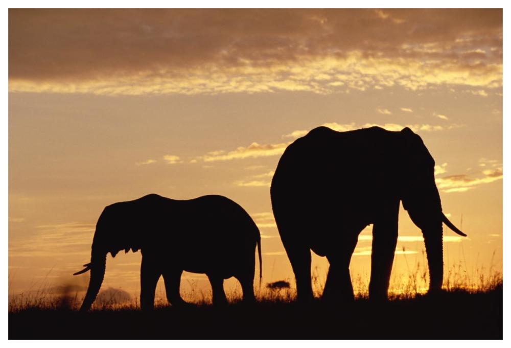 African Elephant Mother And Calf Silhouetted At Sunset, Kenya-Paper Art-62X42