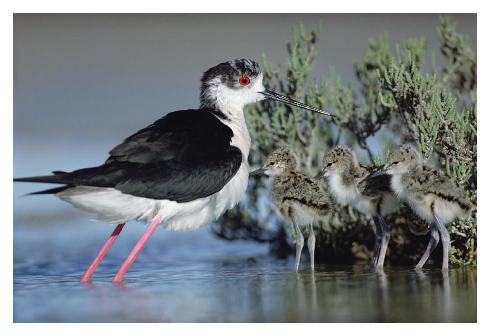 Black-Winged Stilt Mother With Three Chicks, Camargue, France-Paper Art-20X14