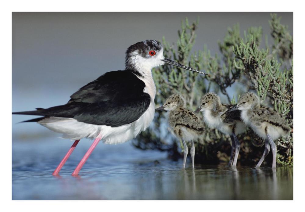 Black-Winged Stilt Mother With Three Chicks, Camargue, France-Paper Art-26X18