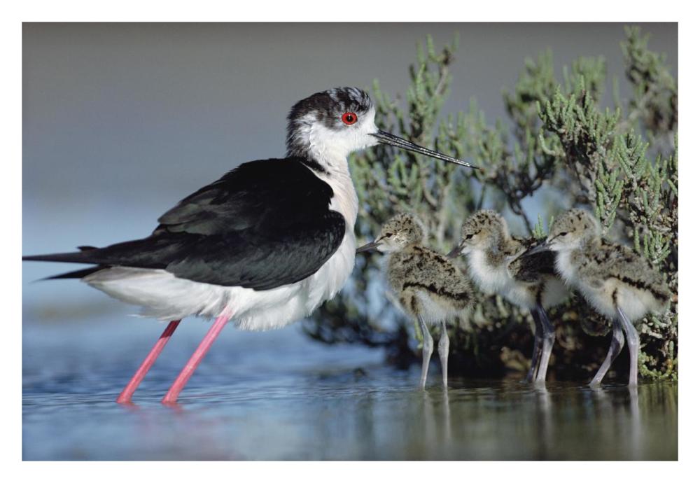 Black-Winged Stilt Mother With Three Chicks, Camargue, France-Paper Art-32X22