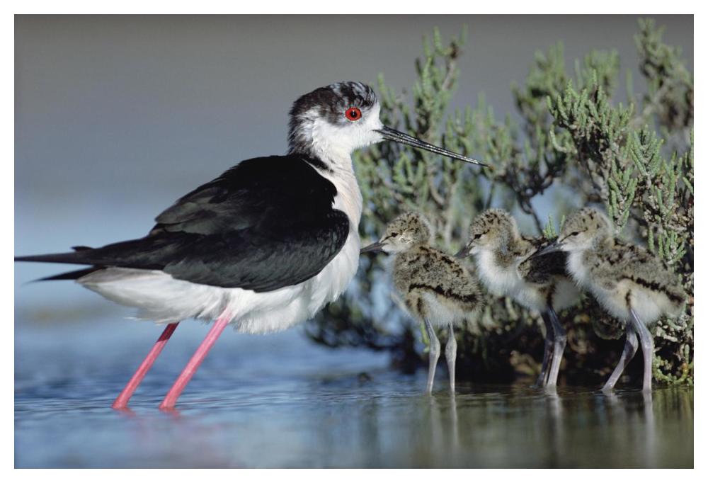 Black-Winged Stilt Mother With Three Chicks, Camargue, France-Paper Art-50X34