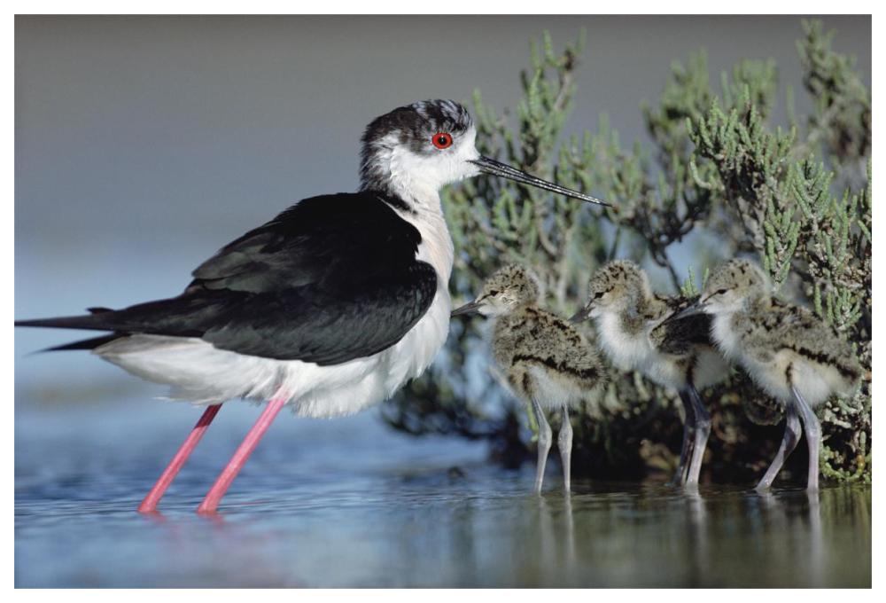 Black-Winged Stilt Mother With Three Chicks, Camargue, France-Paper Art-62X42