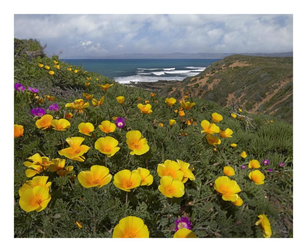 California Poppy Field, Montano De Oro State Park, California-Paper Art-22X18
