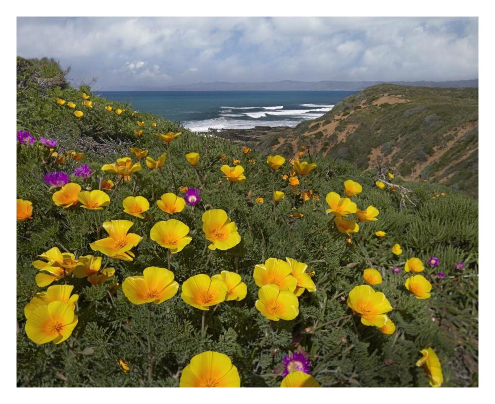 California Poppy Field, Montano De Oro State Park, California-Paper Art-30X24