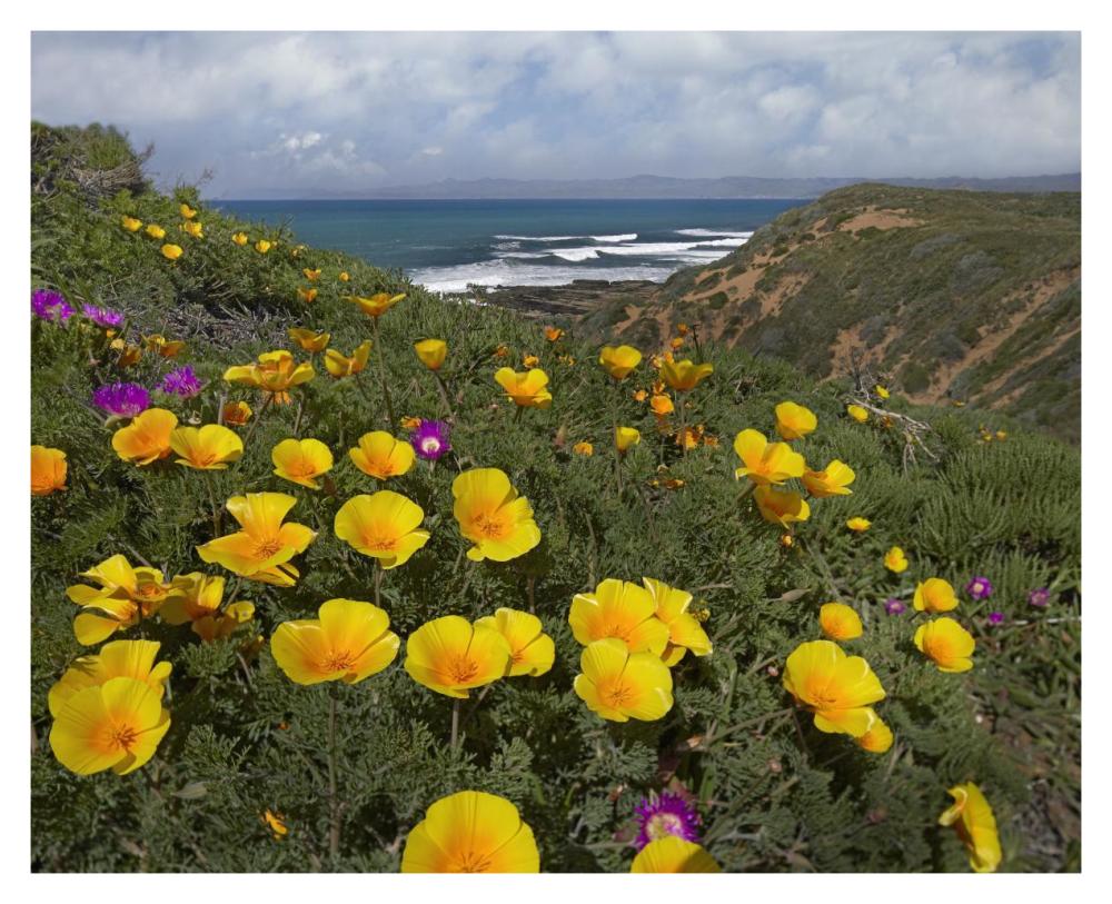 California Poppy Field, Montano De Oro State Park, California-Paper Art-37X30