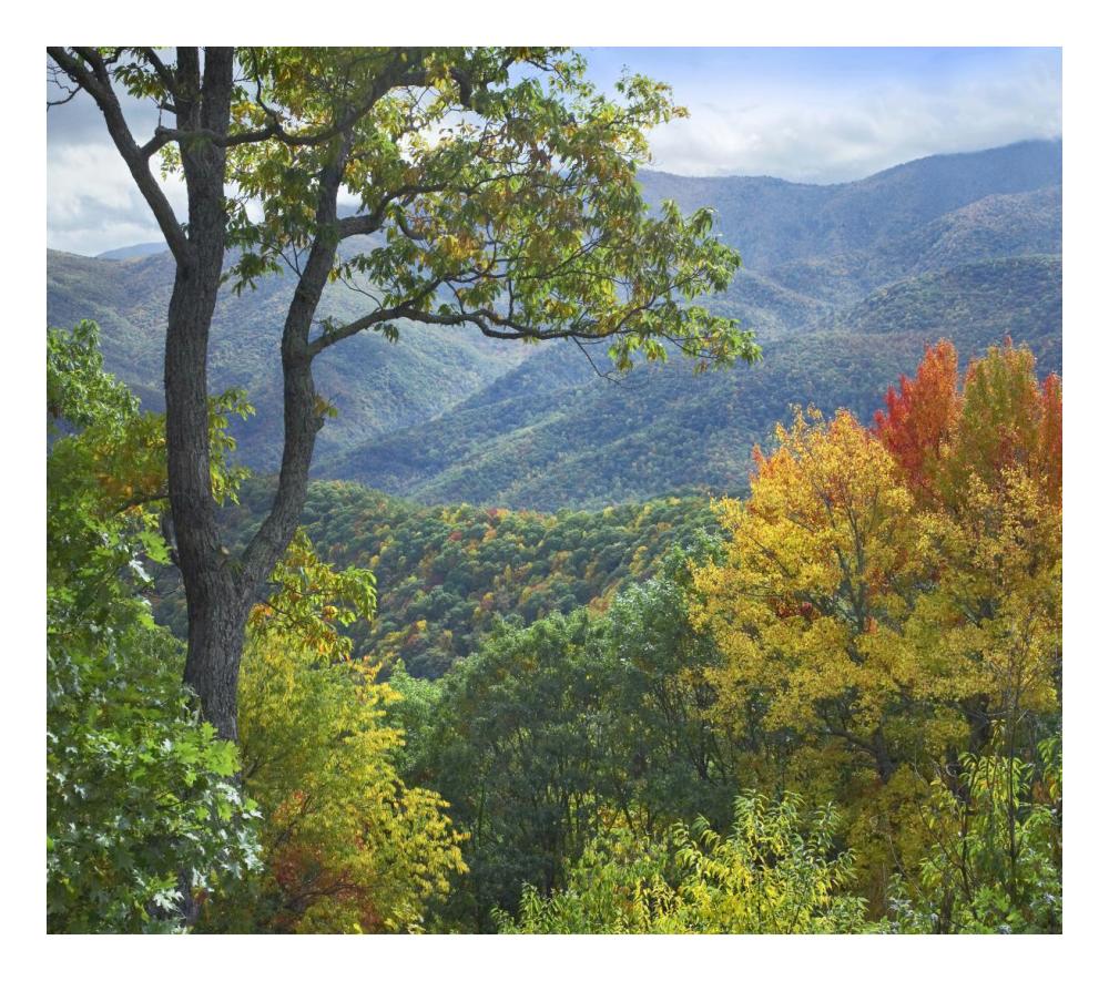 Deciduous Forest In Autumn, Blue Ridge Parkway, North Carolina-Paper Art-24X21.36