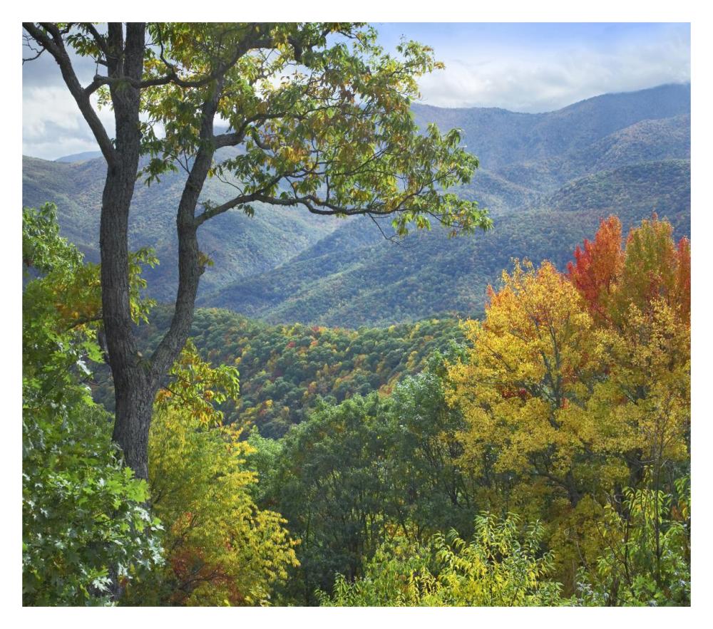 Deciduous Forest In Autumn, Blue Ridge Parkway, North Carolina-Paper Art-32X28.4