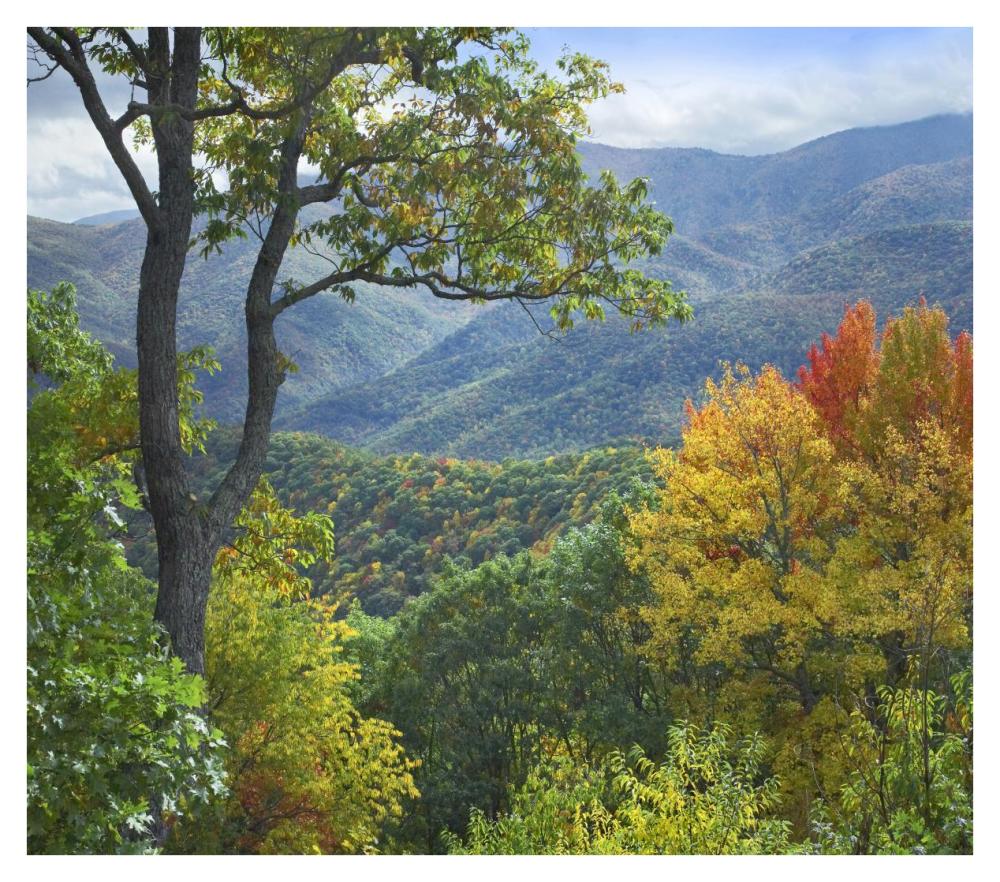 Deciduous Forest In Autumn, Blue Ridge Parkway, North Carolina-Paper Art-38X33.68