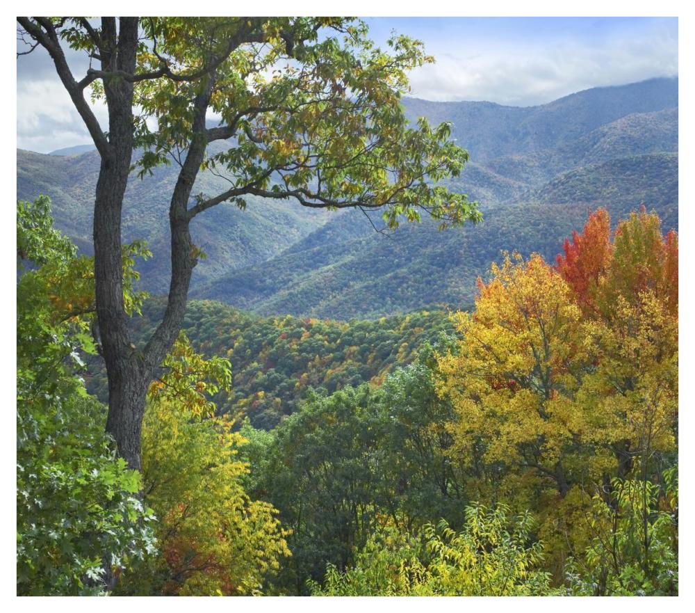 Deciduous Forest In Autumn, Blue Ridge Parkway, North Carolina-Paper Art-42X37.2