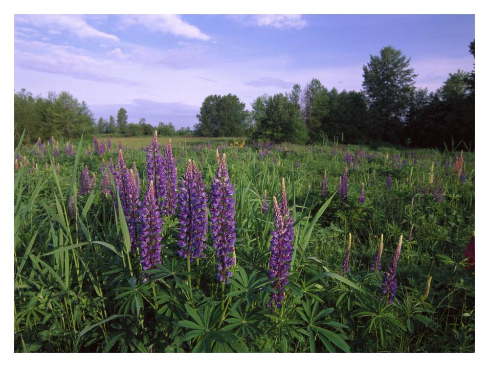 Lupine In Meadow Near Crescent Beach, British Columbia, Canada-Paper Art-18X14