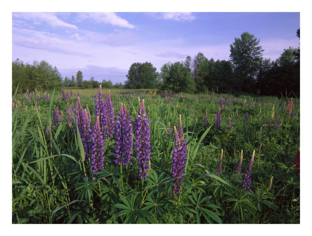 Lupine In Meadow Near Crescent Beach, British Columbia, Canada-Paper Art-26X20
