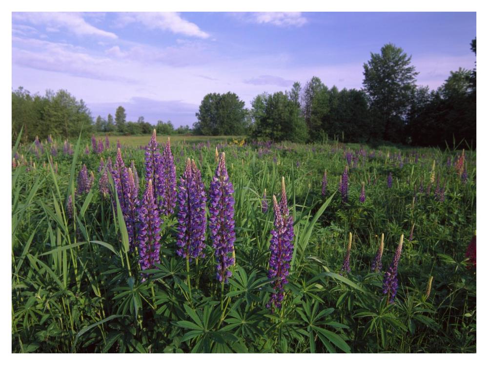 Lupine In Meadow Near Crescent Beach, British Columbia, Canada-Paper Art-42X32
