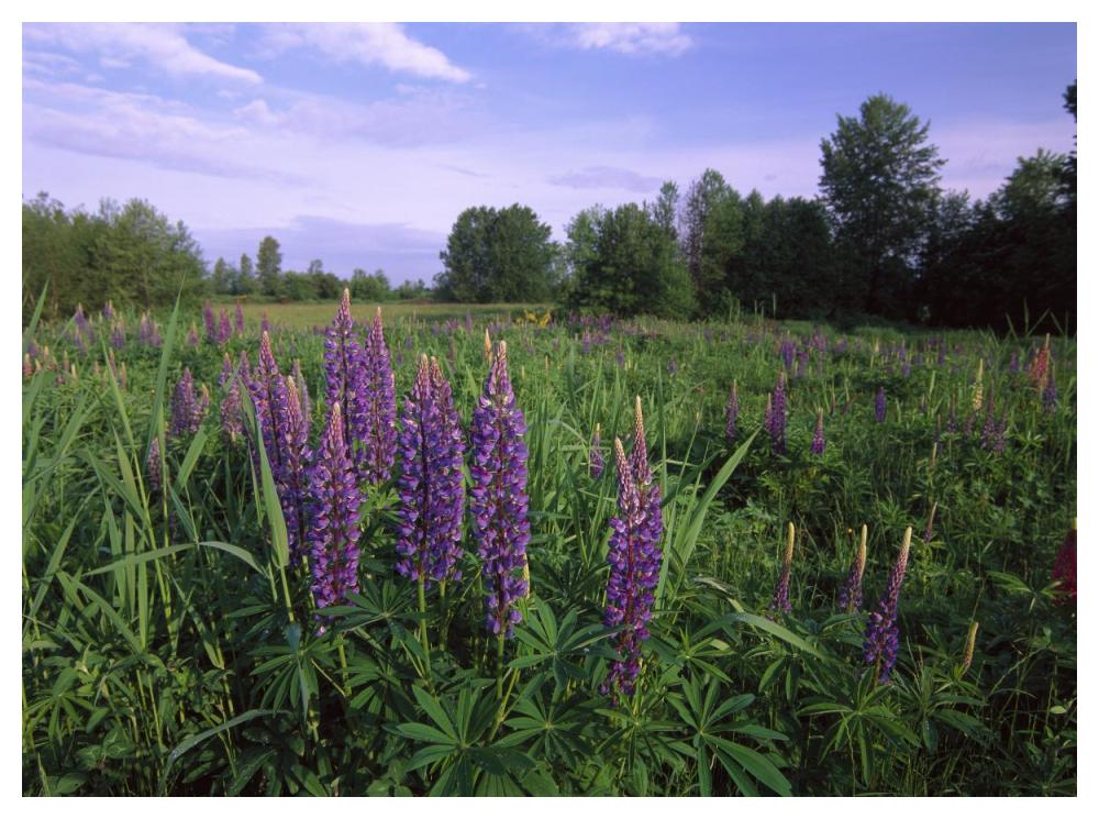 Lupine In Meadow Near Crescent Beach, British Columbia, Canada-Paper Art-50X38