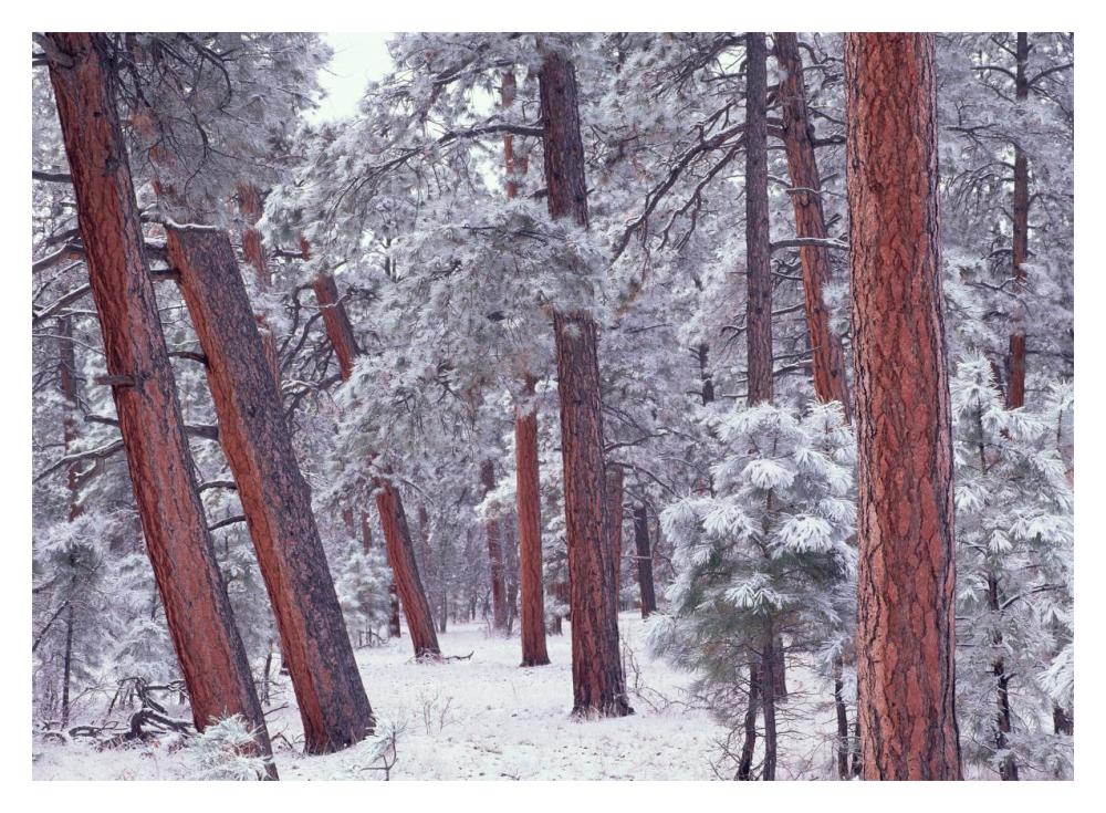 Ponderosa Pines With Snow, Grand Canyon National Park, Arizona-Paper Art-18X14