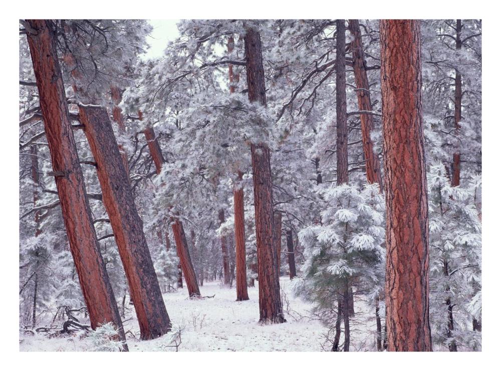 Ponderosa Pines With Snow, Grand Canyon National Park, Arizona-Paper Art-26X20